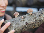 《(株)たのしい》原木しいたけは小さな穴を開けた天然の木に菌を植え付け、蝋(ろう)で蓋をして栽培されます。