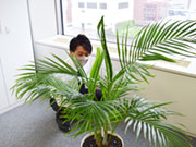 札幌支店にある植物をチェックするのが日課です(笑)勤務先はそれぞれですが、支店には営業さんや事務員さんがいることで帰って来られる場所があるって思えます。全国企業なのに札幌でずっと働けるのも魅力です。