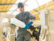 生き物を相手にしている以上、大変なこともありますが、そのぶん大きなやりがいを感じています。子牛は毎日たくさんのミルクを飲んですくすく育っています。